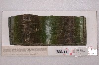 藏品(向斜.背斜模型)的圖片
